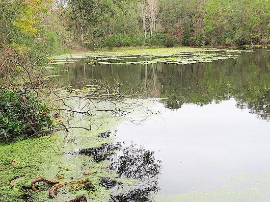 Jacksonville Arboretum and Gardens